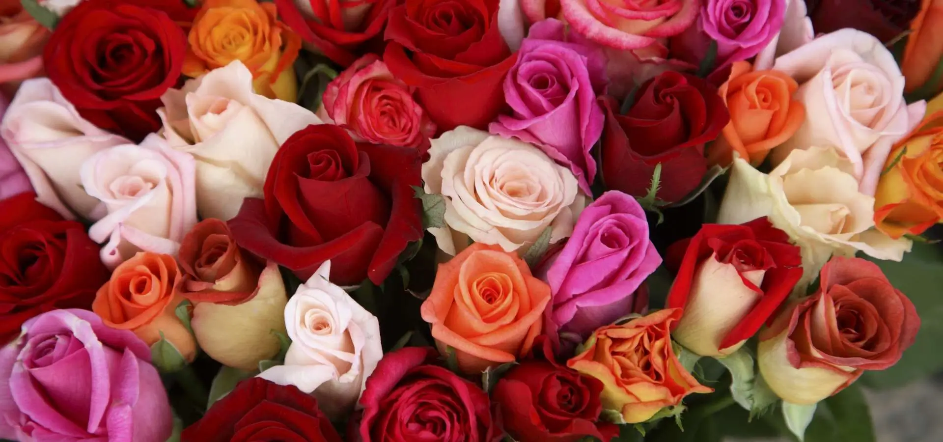 kolorowe róże